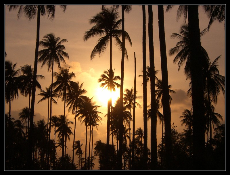 Palm Jungle, Indonesia.JPG